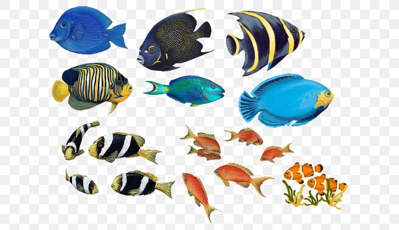Fish Bass Cooking Food Clip Art, PNG, 643x473px, Fish, Aquarium, Aquarium Decor, Bass, Catla Catla Download Free