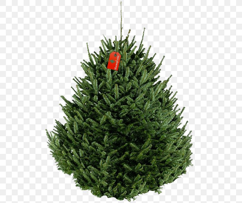 Fraser Fir Artificial Christmas Tree New Year Tree, PNG, 553x686px, Fraser Fir, Abies Bracteata, Abies Koreana, Artificial Christmas Tree, Balsam Fir Download Free