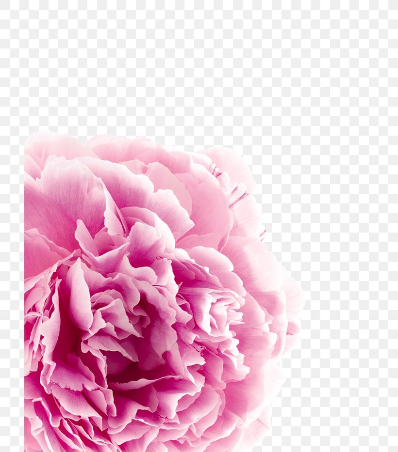 Scalp Hair Loss Rose Shampoo, PNG, 720x933px, Scalp, Carnation, Cut Flowers, Flower, Flowering Plant Download Free
