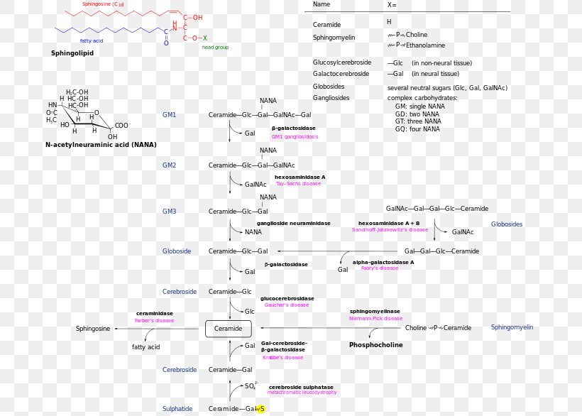 Sphingolipidoses Lipid Storage Disorder Krabbe Disease Lysosomal Storage Disease, PNG, 700x586px, Sphingolipidoses, Area, Diagram, Disease, Document Download Free