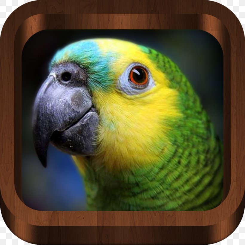 Turquoise-fronted Amazon Parrot White-fronted Amazon Yellow-naped Amazon Yellow-crowned Amazon, PNG, 1024x1024px, Turquoisefronted Amazon, Amazon Parrot, Beak, Bird, Birdcage Download Free