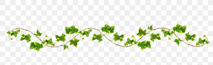 Vine Clip Art, PNG, 2038x625px, Vine, Branch, Commodity, Drawing, Grapevines Download Free