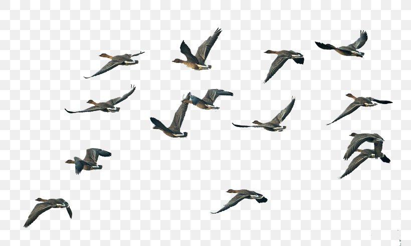 Bird Migration Swan Goose Flight, PNG, 780x492px, Bird, Animal Migration, Bird Migration, Data, Flight Download Free