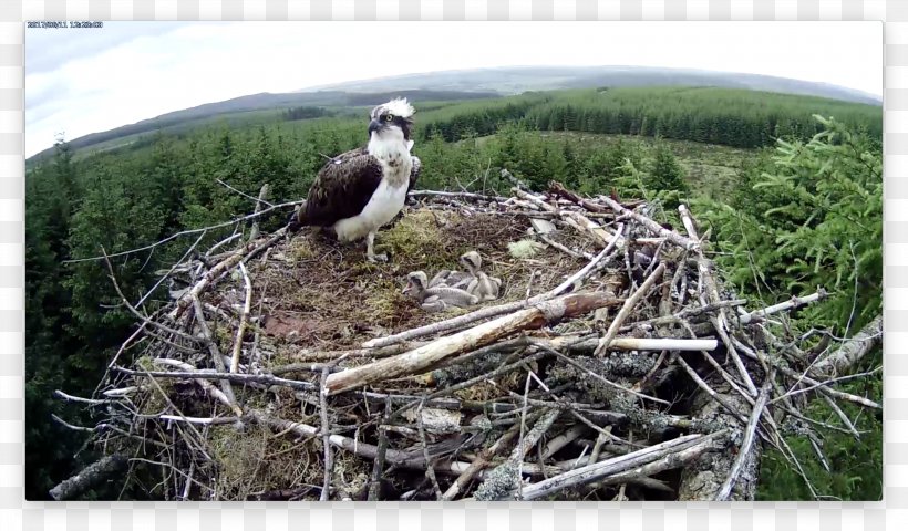 Bird Of Prey Bird Nest NEST+m Fauna, PNG, 3004x1762px, Bird Of Prey, Beak, Bird, Bird Nest, Ciconiiformes Download Free