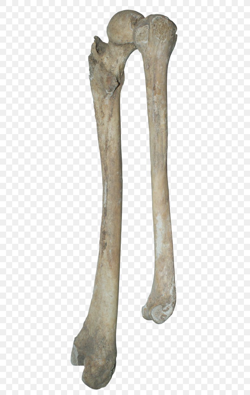 Bone Human Skeleton Clip Art, PNG, 400x1296px, Bone, Arm, Art, Artifact, Bone Carving Download Free