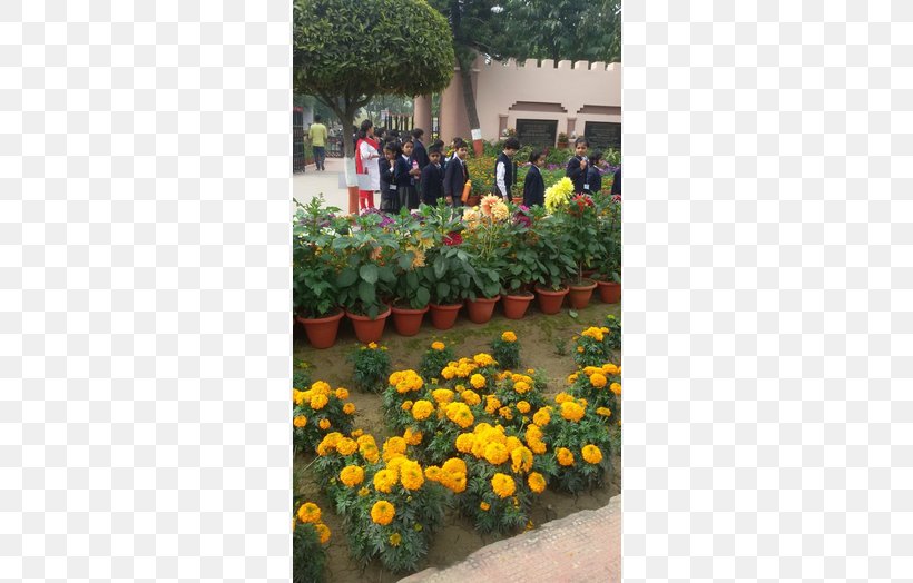 Cms Mahanagar Campus City Montessori School Content Management System Student, PNG, 700x524px, City Montessori School, Annual Plant, Botanical Garden, Campus, Content Management System Download Free