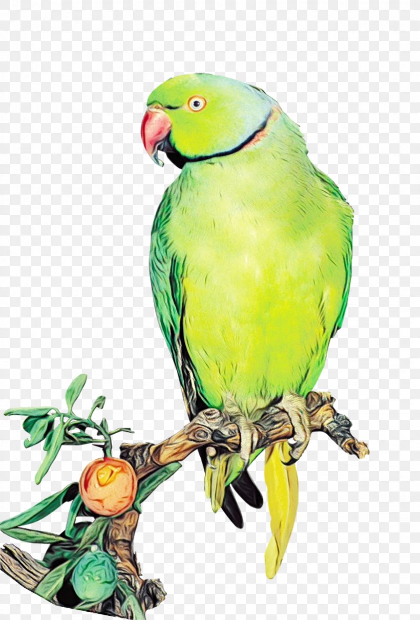 Lovebird, PNG, 822x1214px, Watercolor, Beak, Bird, Branch, Budgie Download Free
