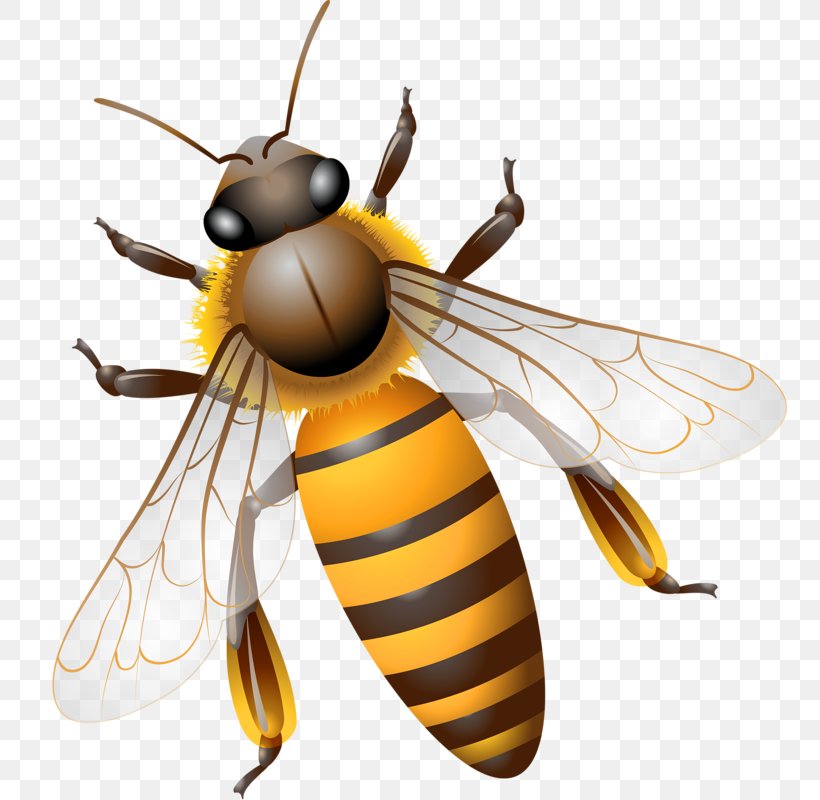 Bee Computer File, PNG, 758x800px, Bee, Arthropod, Bee Sting, Fly, Honey Bee Download Free