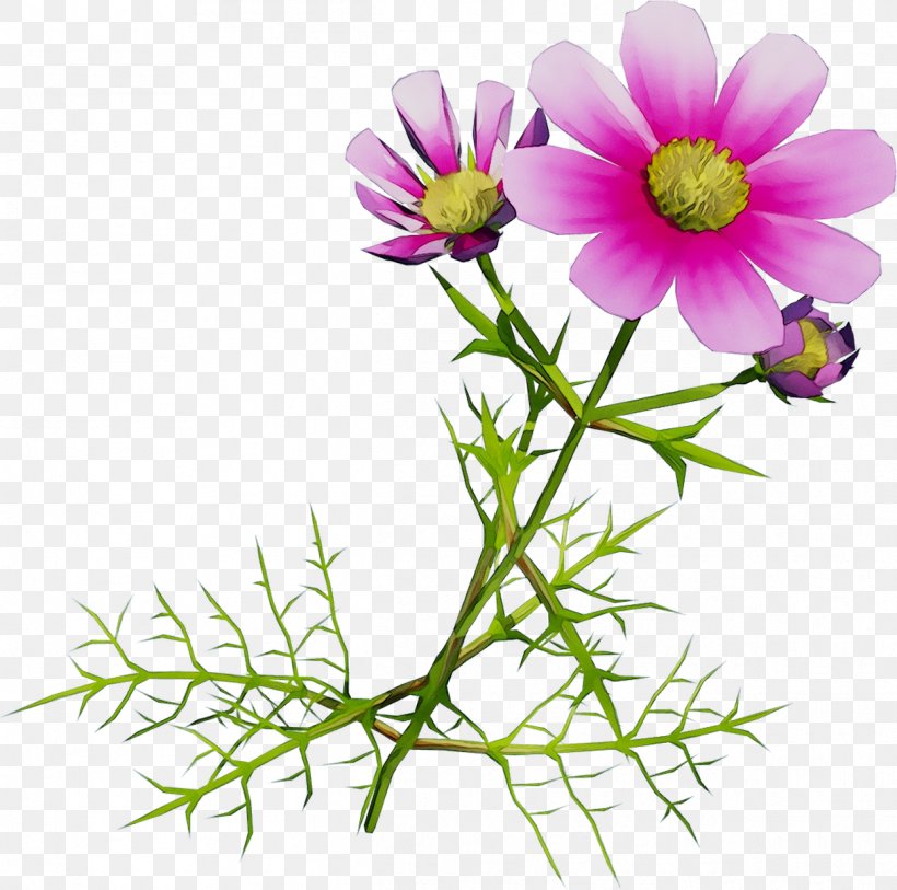 Garden Cosmos Marguerite Daisy Roman Chamomile Cut Flowers Aster, PNG, 1216x1206px, Garden Cosmos, Anemone, Argyranthemum, Aster, Botany Download Free