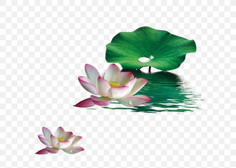 Nelumbo Nucifera Lotus Effect Leaf, PNG, 642x584px, Nelumbo Nucifera, Aquatic Plant, Designer, Flower, Flowering Plant Download Free