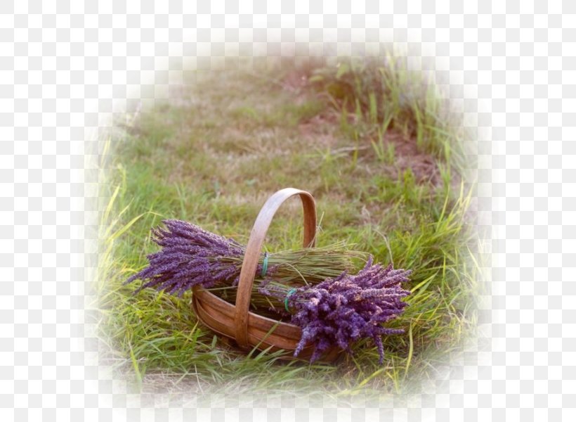 Provence English Lavender Lavender Fields Herb Mints, PNG, 600x600px, Provence, Blue, English Lavender, Flower, France Download Free