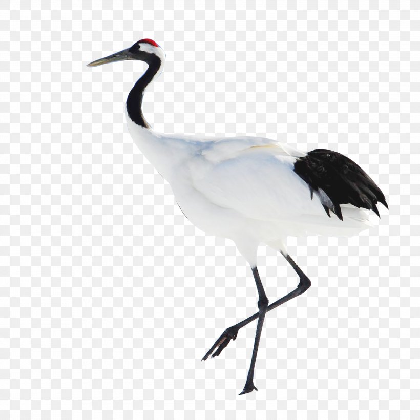 Red-crowned Crane Heshan, Guangdong Bird, PNG, 3000x3000px, Crane, Animal, Beak, Bird, Ciconiiformes Download Free