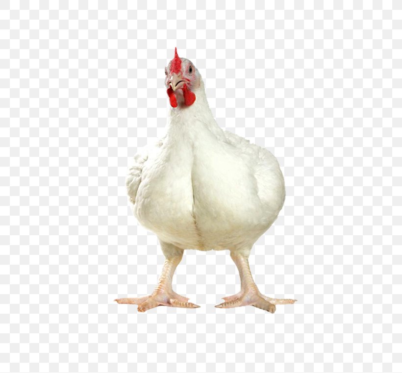 Broiler Fowl Chicken As Food Silkie Egg, PNG, 490x761px, Broiler, Beak, Bird, Breed, Chicken Download Free