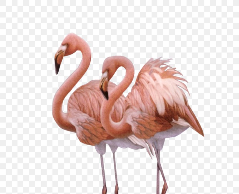 Camargue Bird Greater Flamingo American Flamingo Animal, PNG, 600x665px, Camargue, American Flamingo, Animal, Beak, Bird Download Free