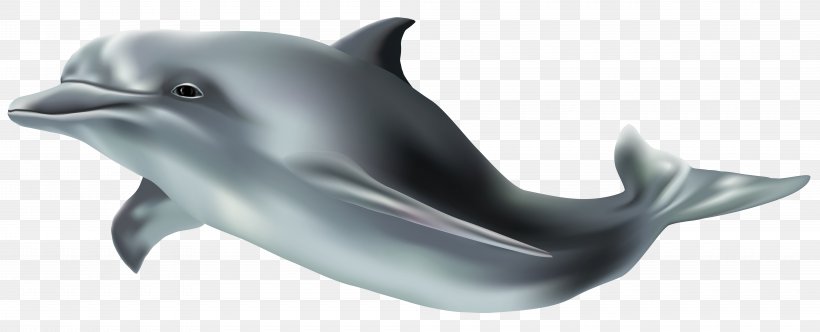 Common Bottlenose Dolphin Wholphin Tucuxi Clip Art, PNG, 8000x3245px, Common Bottlenose Dolphin, Bottlenose Dolphin, Dolphin, Fauna, La Plata Dolphin Download Free