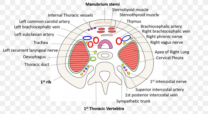 Homo Sapiens Brain Human Behavior Technology Point, PNG, 1714x946px, Watercolor, Cartoon, Flower, Frame, Heart Download Free