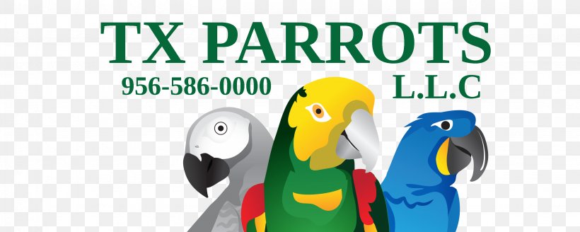 Macaw Parrot Beak Road, PNG, 3273x1313px, Macaw, Advertising, Beak, Bird, Fauna Download Free