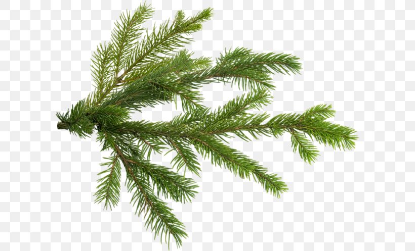 Pine Christmas Tree Branch, PNG, 600x497px, Pine, Biome, Branch, Christmas, Christmas Ornament Download Free