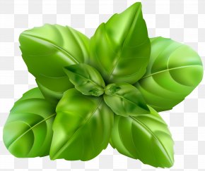 Basil Clip Art Image - Basil Herb Clip Art PNG