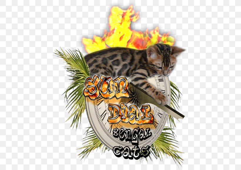 Bengal Cat Whiskers Tiger Cattery Northern California, PNG, 490x579px, Bengal Cat, California, Carnivoran, Cat, Cat Like Mammal Download Free