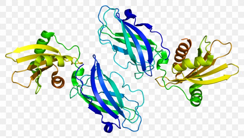 AP2B1 AP2 Adaptor Complex Clathrin Adaptor Protein AP1M2, PNG, 1181x672px, Watercolor, Cartoon, Flower, Frame, Heart Download Free