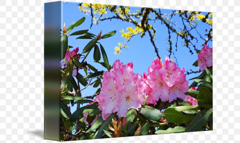 Azalea Cherry Blossom Pink M ST.AU.150 MIN.V.UNC.NR AD, PNG, 650x489px, Azalea, Blossom, Branch, Cherry, Cherry Blossom Download Free