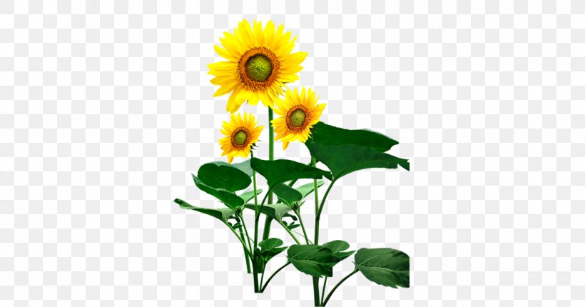 Common Sunflower Wallpaper, PNG, 1134x595px, Common Sunflower, Ali, Ali Alakbar Ibn Husayn, Cut Flowers, Daisy Family Download Free