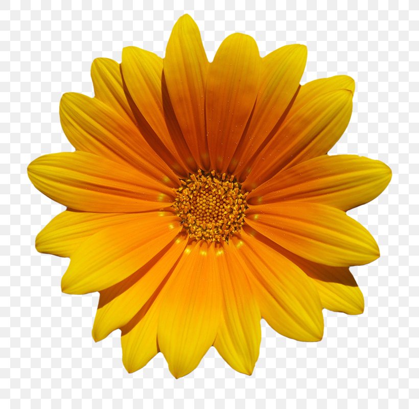 Flower Download Common Daisy, PNG, 800x800px, Flower, Calendula, Chrysanths, Common Daisy, Daisy Family Download Free