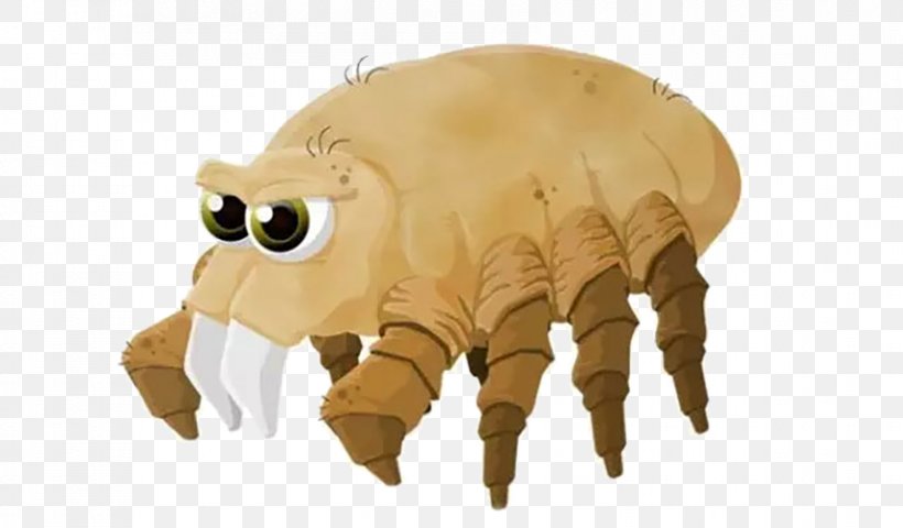 House Dust Mites Acari Allergy, PNG, 853x500px, House Dust Mites, Acari, Allergy, Bed Bug, Carnivoran Download Free