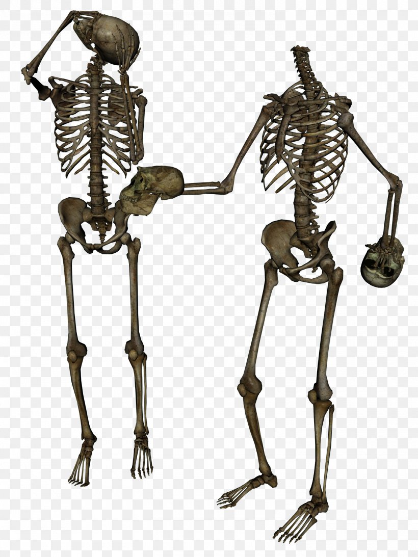 Human Skeleton Skull Diplodocus Anatomy, PNG, 1500x2000px, Skeleton, Anatomy, Bone, Diplodocus, Figurine Download Free