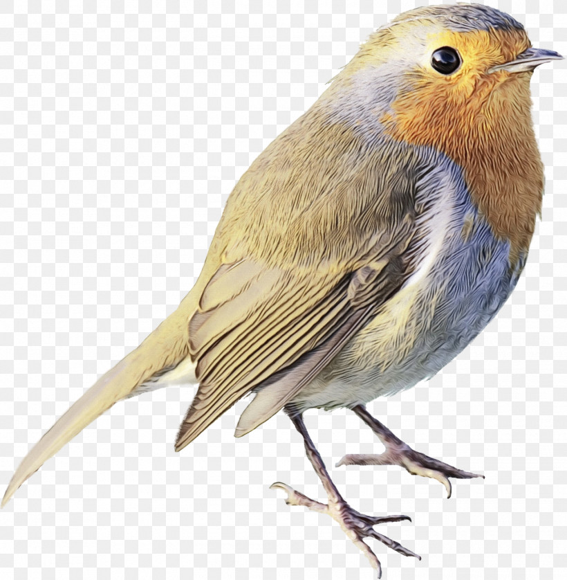 Side Sgk Kampı European Robin House Sparrow Ortolan Bunting, PNG, 1500x1534px, Watercolor, Antalya, Beak, Emberiza, European Robin Download Free