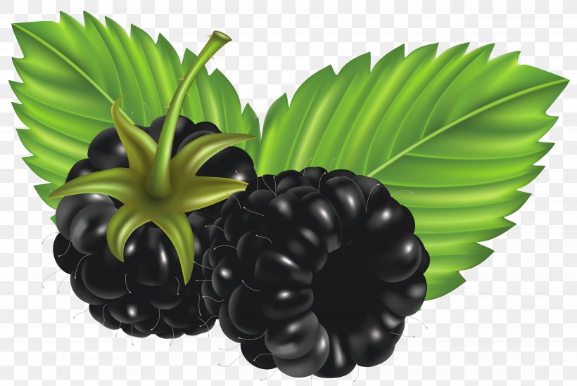 Blackberry Clip Art, PNG, 4961x3324px, Blackberry, Berry, Bramble, Flowerpot, Food Download Free