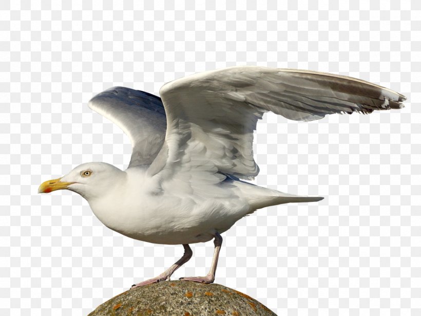 Gulls European Herring Gull Seabird, PNG, 1280x961px, Gulls, Beak, Bird, Charadriiformes, Common Gull Download Free