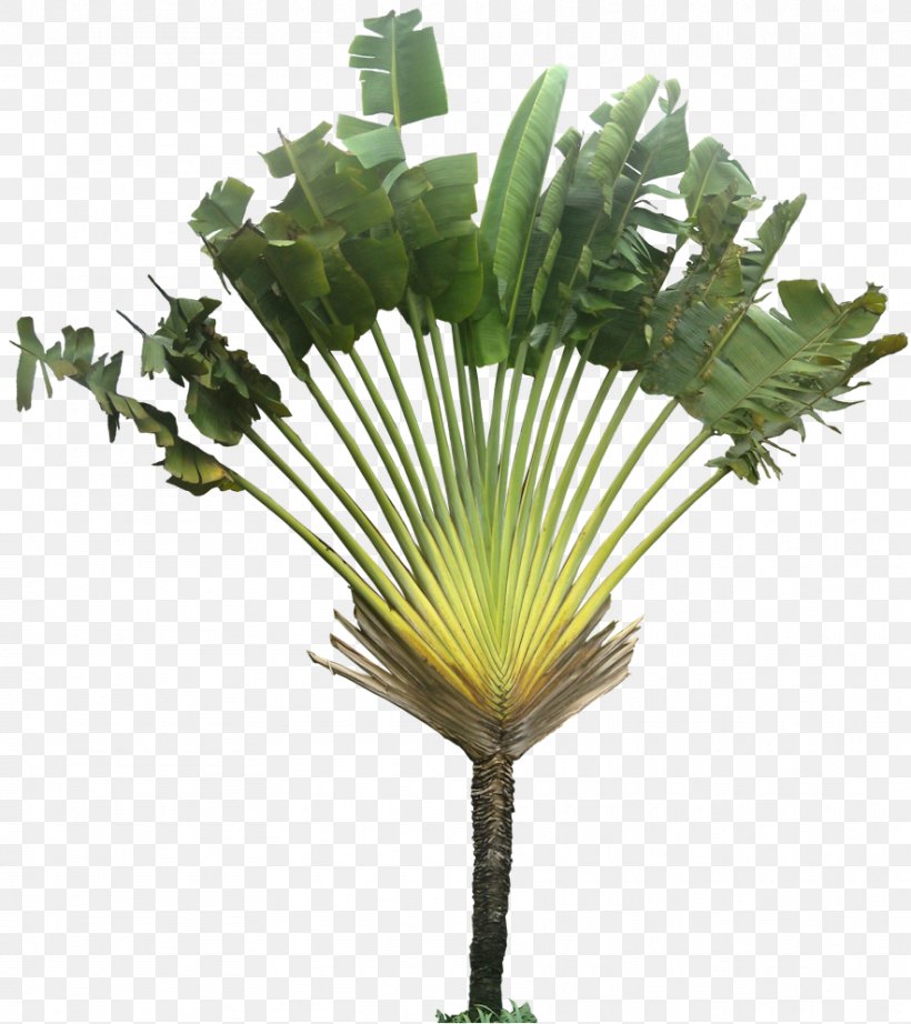 Tree Ravenala Arecaceae Plant, PNG, 883x993px, Tree, Arecaceae, Arecales, Borassus Flabellifer, Earleaf Acacia Download Free