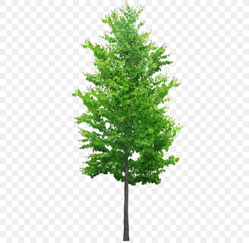 Tree Stock Photography Royalty-free, PNG, 387x800px, Tree, Branch, Conifer, Evergreen, Fir Download Free