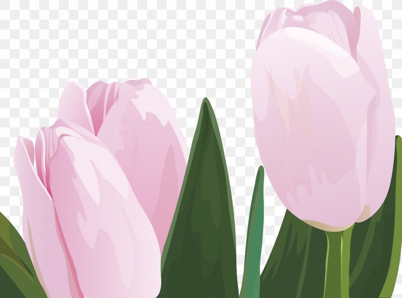 Tulip Flower Graphic Design, PNG, 2480x1839px, Tulip, Designer, Flower, Flowering Plant, Illustrator Download Free