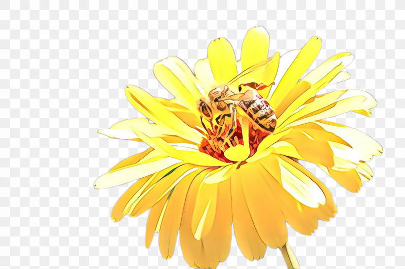 Yellow Flower Petal English Marigold Plant, PNG, 2448x1632px, Yellow, Calendula, Daisy Family, English Marigold, Flower Download Free