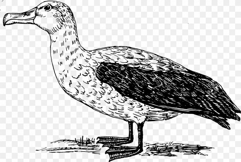 Bird Albatross Clip Art, PNG, 1000x672px, Bird, Albatross, Artwork, Beak, Black And White Download Free