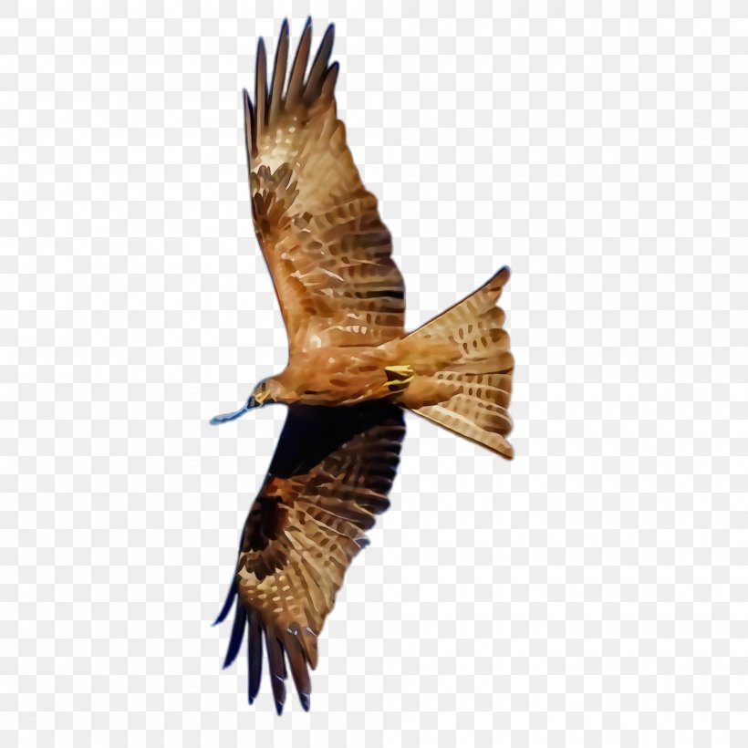 Bird Bird Of Prey Kite Hawk Eagle, PNG, 2000x2000px, Watercolor, Accipitridae, Bird, Bird Of Prey, Eagle Download Free