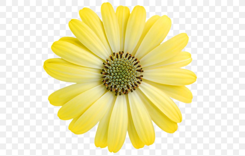 Common Daisy Transvaal Daisy Yellow Royalty-free, PNG, 800x522px, Common Daisy, Annual Plant, Black And White, Chrysanths, Cut Flowers Download Free