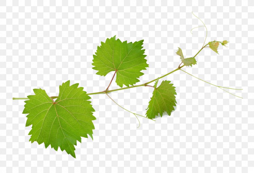 Common Grape Vine Wine Mirto Grape Leaves, PNG, 999x683px, Common Grape Vine, Banco De Imagens, Branch, Grape, Grape Leaves Download Free