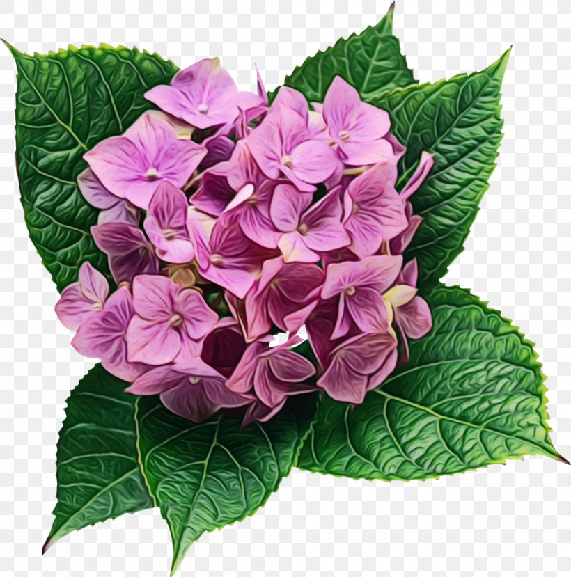 Flower Cartoon, PNG, 1000x1011px, Hydrangea, Annual Plant, Cut Flowers, Flower, Flower Cartoon Download Free