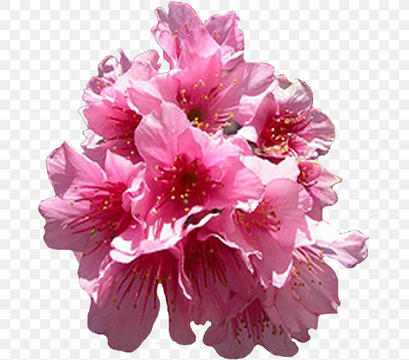 Flower Garden Flower Garden Garden Roses Clip Art, PNG, 674x722px, Garden, Azalea, Blossom, Cerasus, Cherry Blossom Download Free