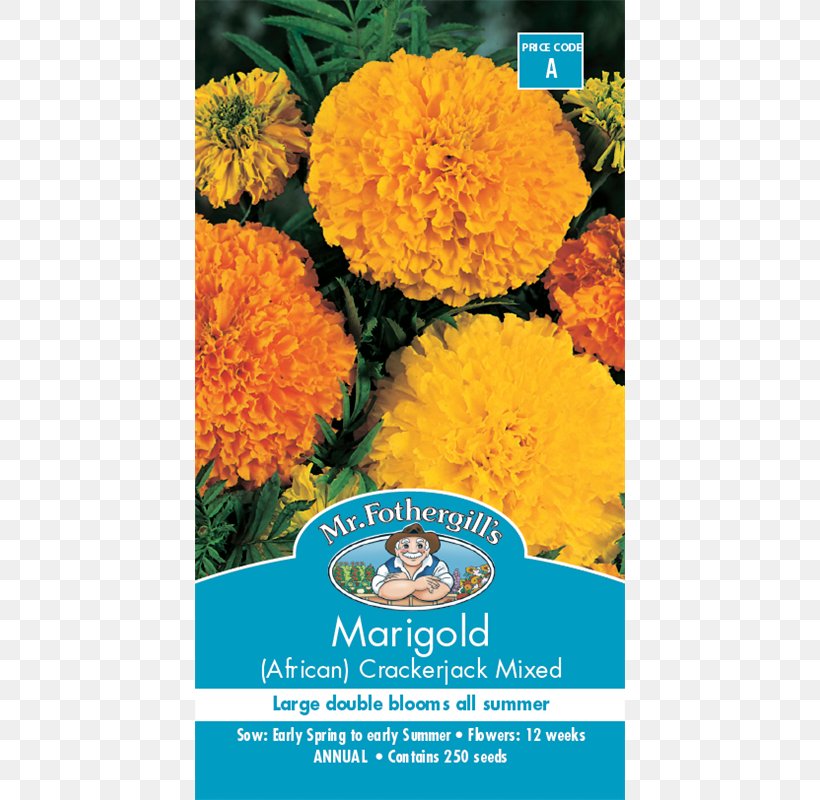 Mexican Marigold Seed Flower Calendula Officinalis Crop, PNG, 800x800px, Mexican Marigold, Annual Plant, Bedding, Benih, Calendula Download Free