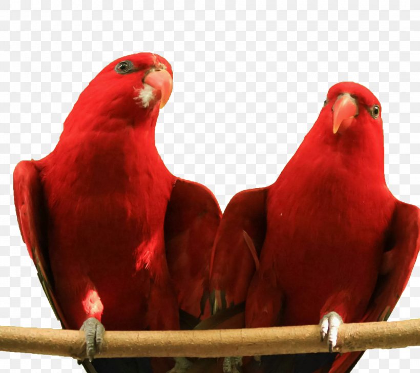 Parrot Lovebird Red Lories And Lorikeets Parakeet, PNG, 2160x1920px, Parrot, Beak, Bird, Common Pet Parakeet, Google Images Download Free