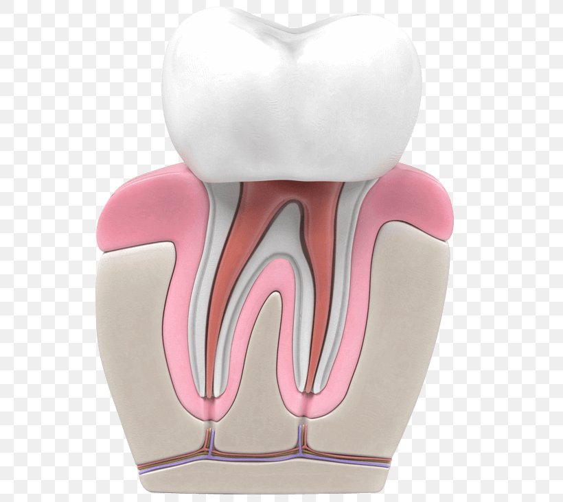 Tooth Endodontic Therapy Dentistry Endodontics, PNG, 640x732px, Watercolor, Cartoon, Flower, Frame, Heart Download Free