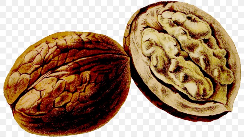 Walnut Juglans Thumbnail Drawing Pomological Watercolor Collection, PNG, 800x461px, Walnut, Brain, Commodity, Drawing, Food Download Free