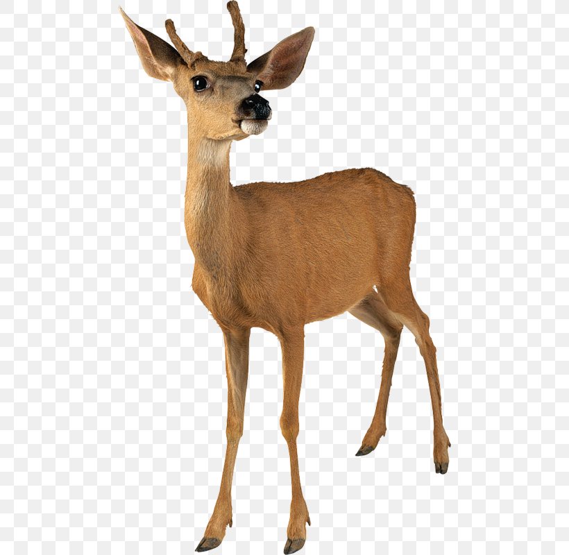 White-tailed Deer Roe Deer Reindeer Clip Art, PNG, 480x800px, Whitetailed Deer, Antler, Deer, Deer Hunting, Elk Download Free