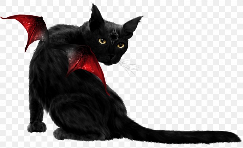 Black Cat Bombay Cat, PNG, 1600x981px, Black Cat, Black, Bombay, Bombay Cat, Carnivoran Download Free