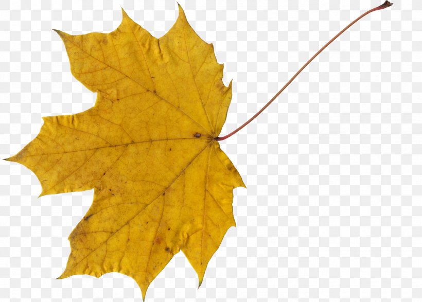 Canada Maple Leaf, PNG, 1395x1000px, Canada, Autumn, Digital Media, Leaf, Maple Download Free